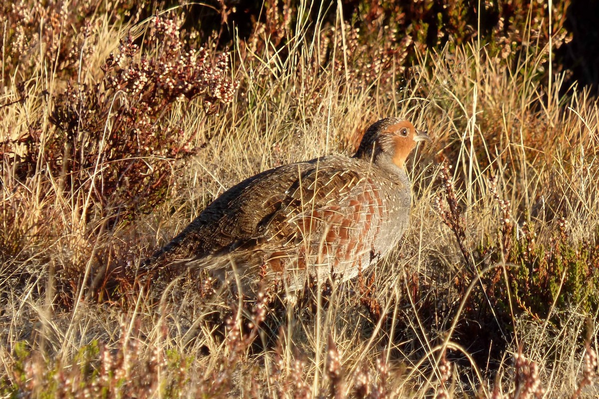 Gray Partridge - ML643776478