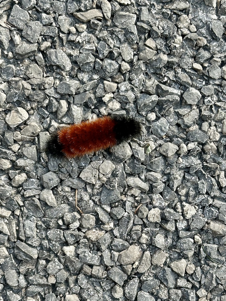 動物界 - ML643776495