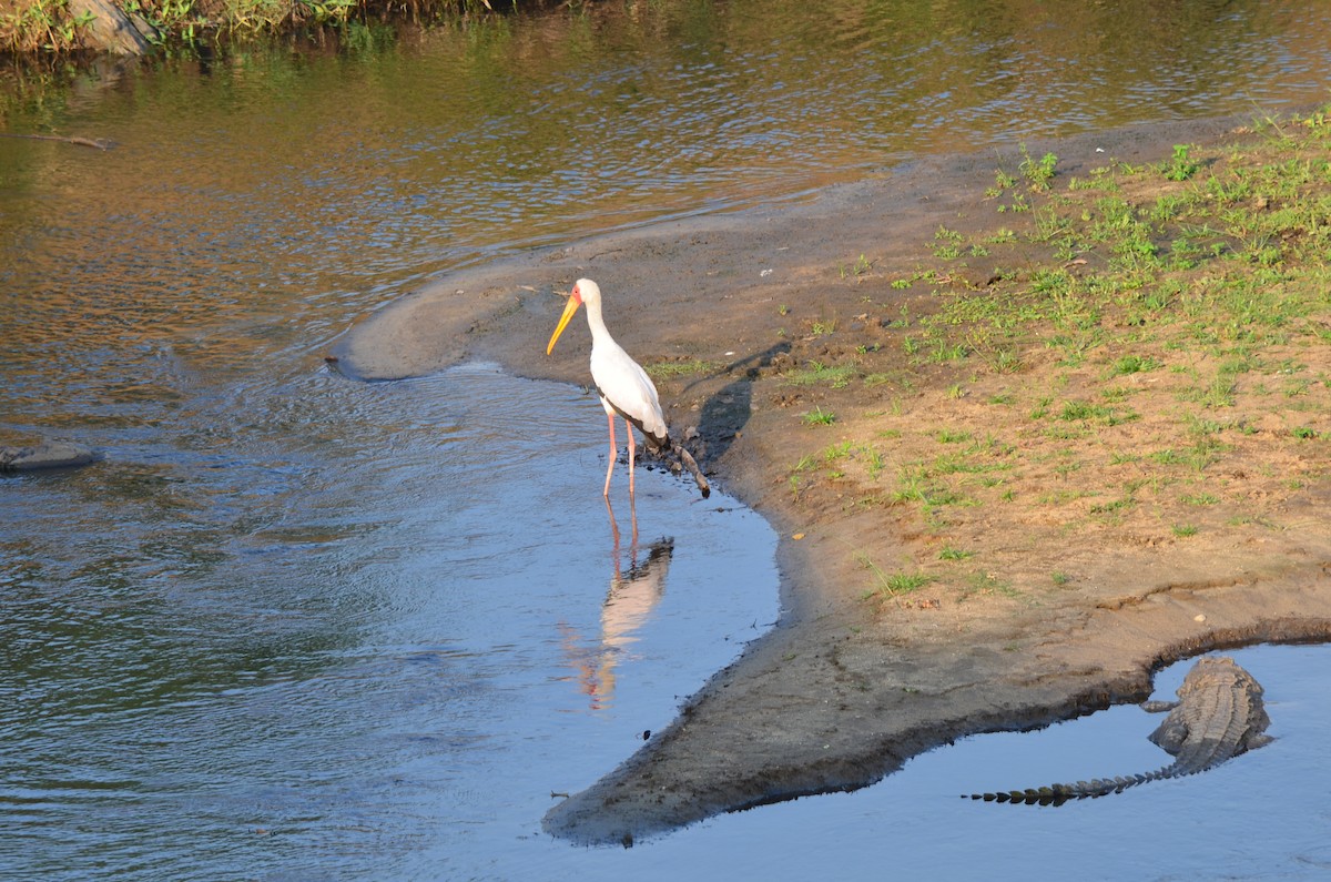Yellow-billed Stork - ML643776496