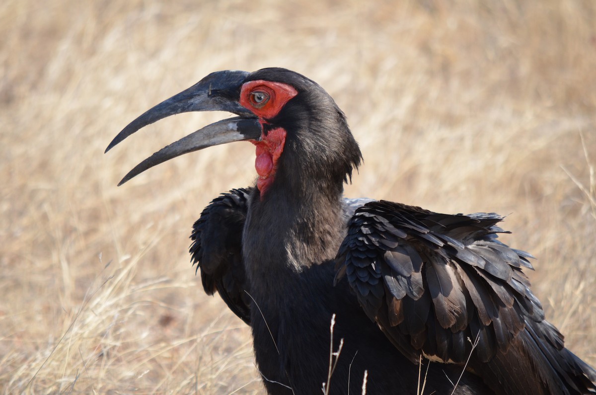 Southern Ground-Hornbill - ML643776502