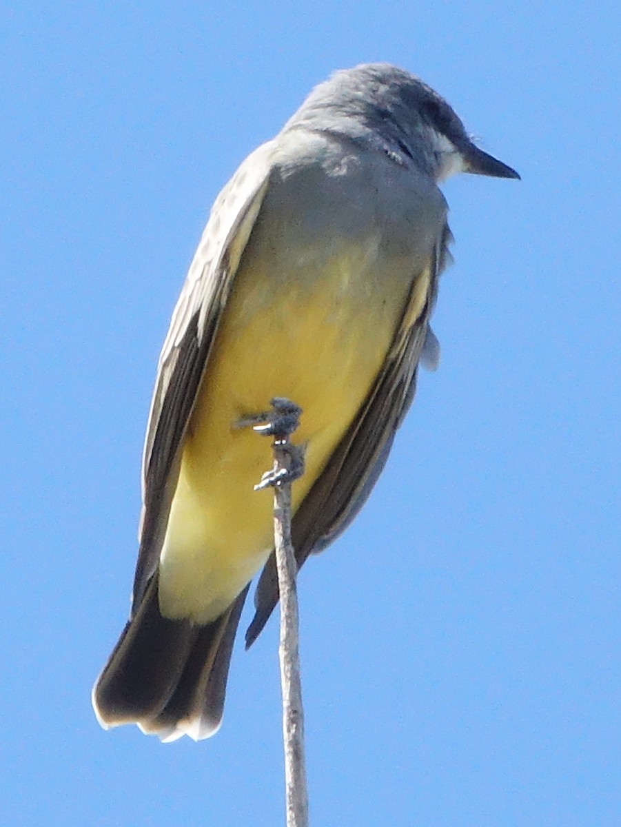 ハシボソタイランチョウ - ML643776506
