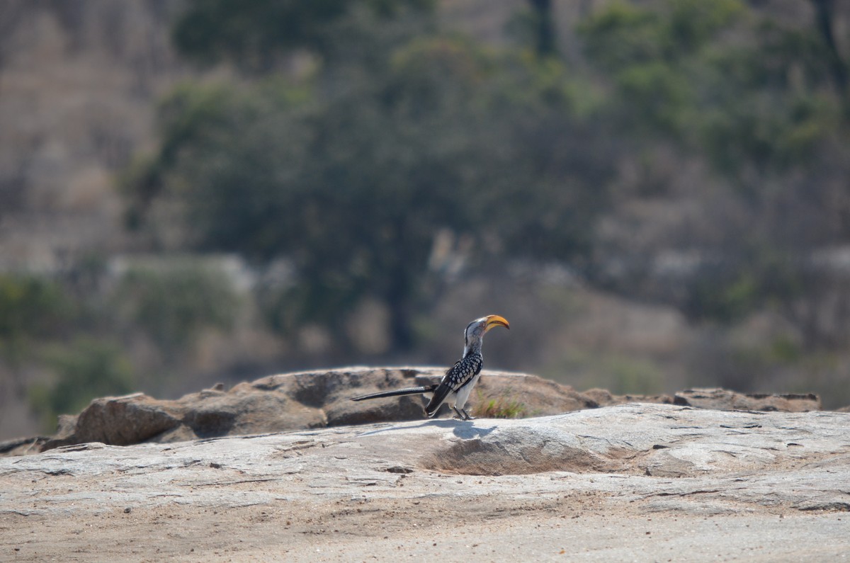 Southern Yellow-billed Hornbill - ML643776509