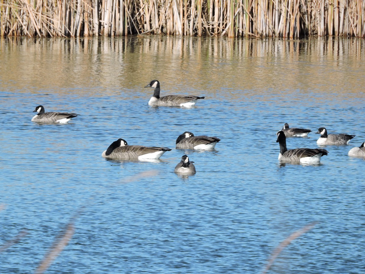 Oca canadese minore - ML643776510