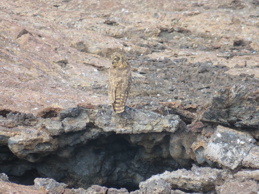 Short-eared Owl (Galapagos) - ML643776513