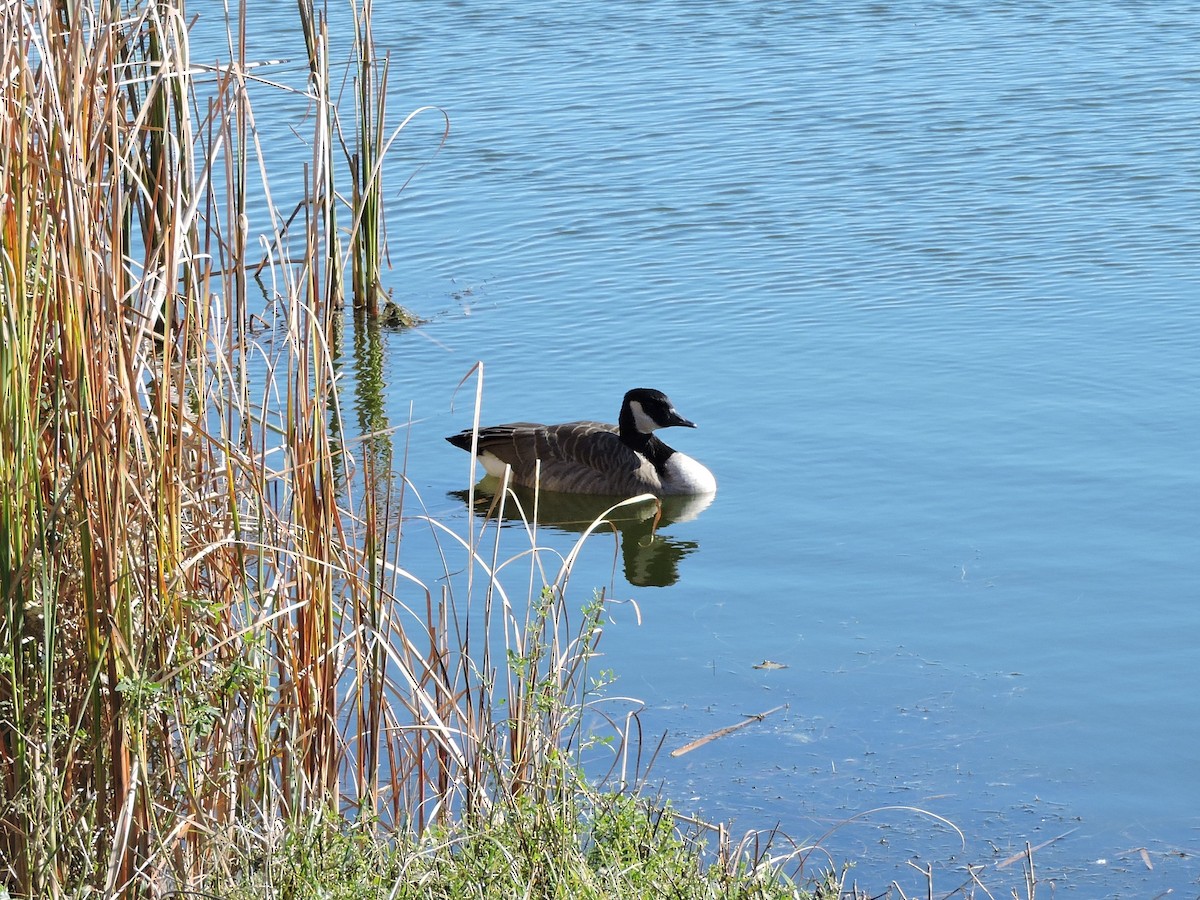 Oca canadese maggiore - ML643776517