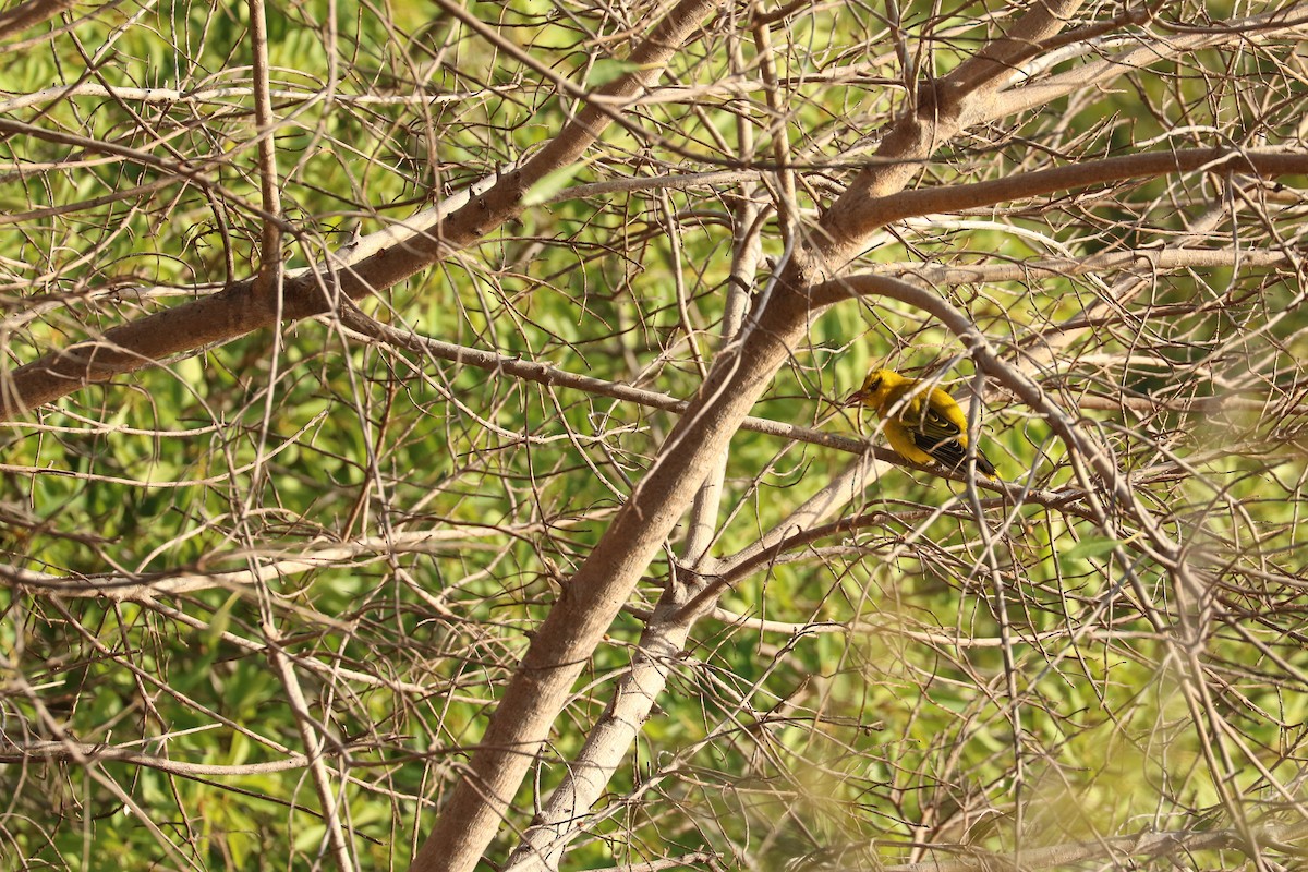 African Golden Oriole - ML643776518