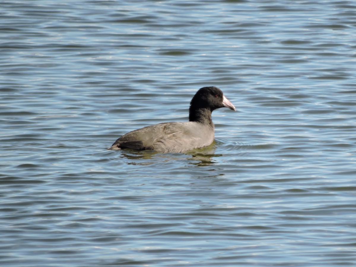 American Coot - ML643776523