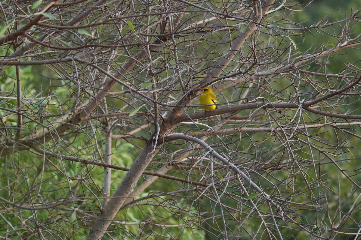 African Golden Oriole - ML643776527