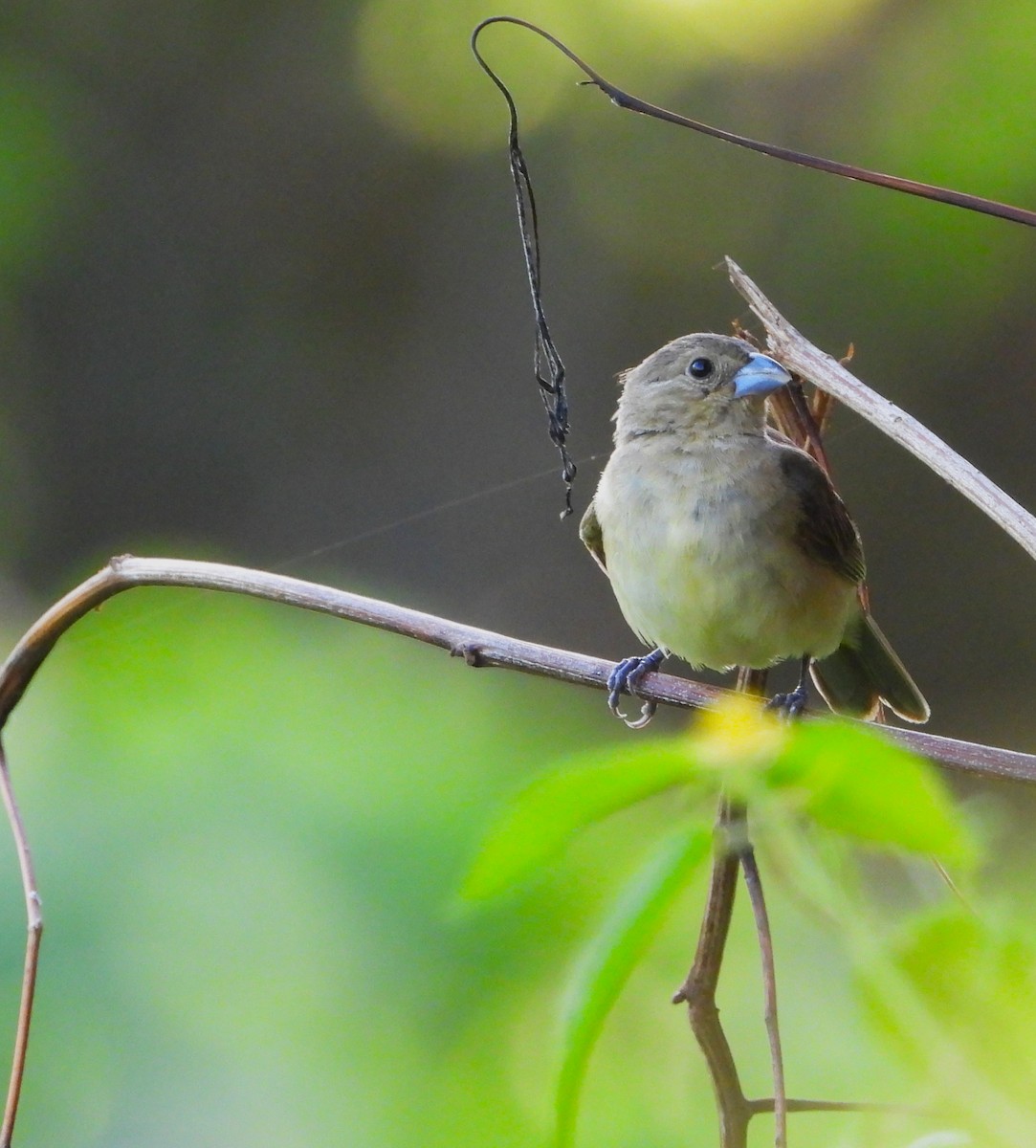 Yellow-bellied Seedeater - ML643776547