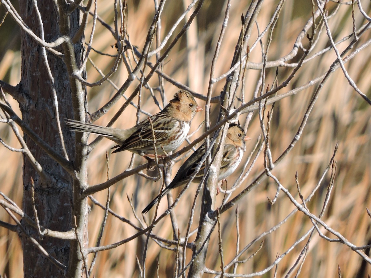 Harris's Sparrow - ML643776548