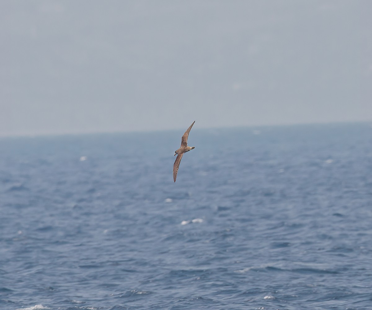 Scopoli's Shearwater - ML643776556