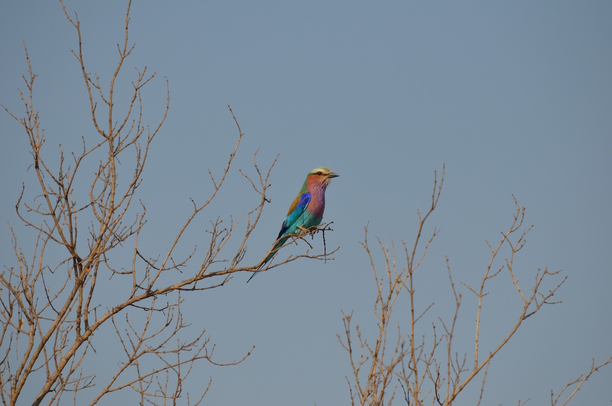 Lilac-breasted Roller - ML643776558
