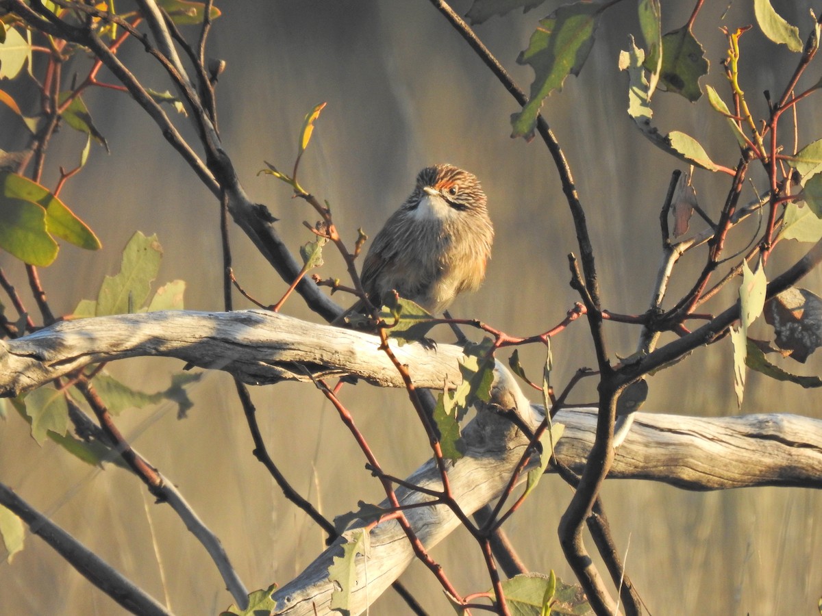 stripegressmett - ML643776569