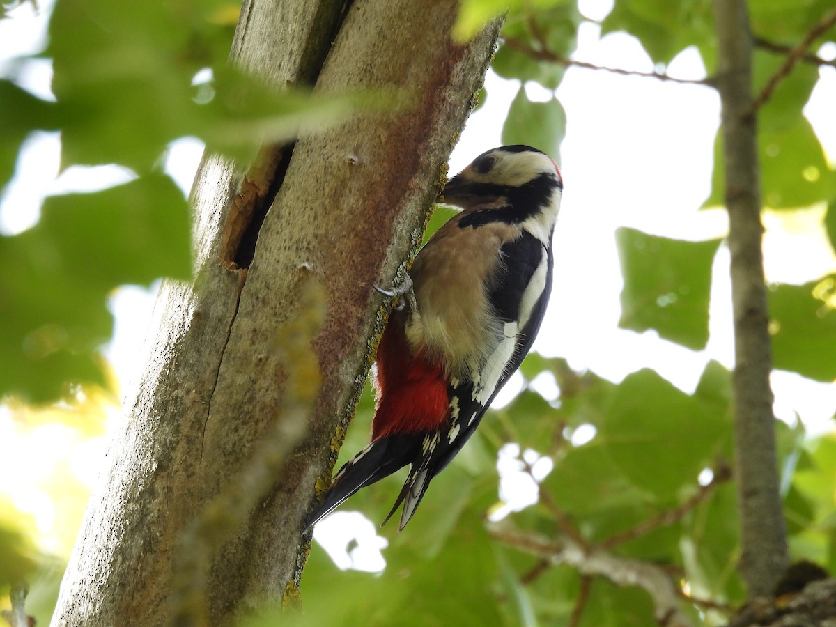 Great Spotted Woodpecker - ML643776578