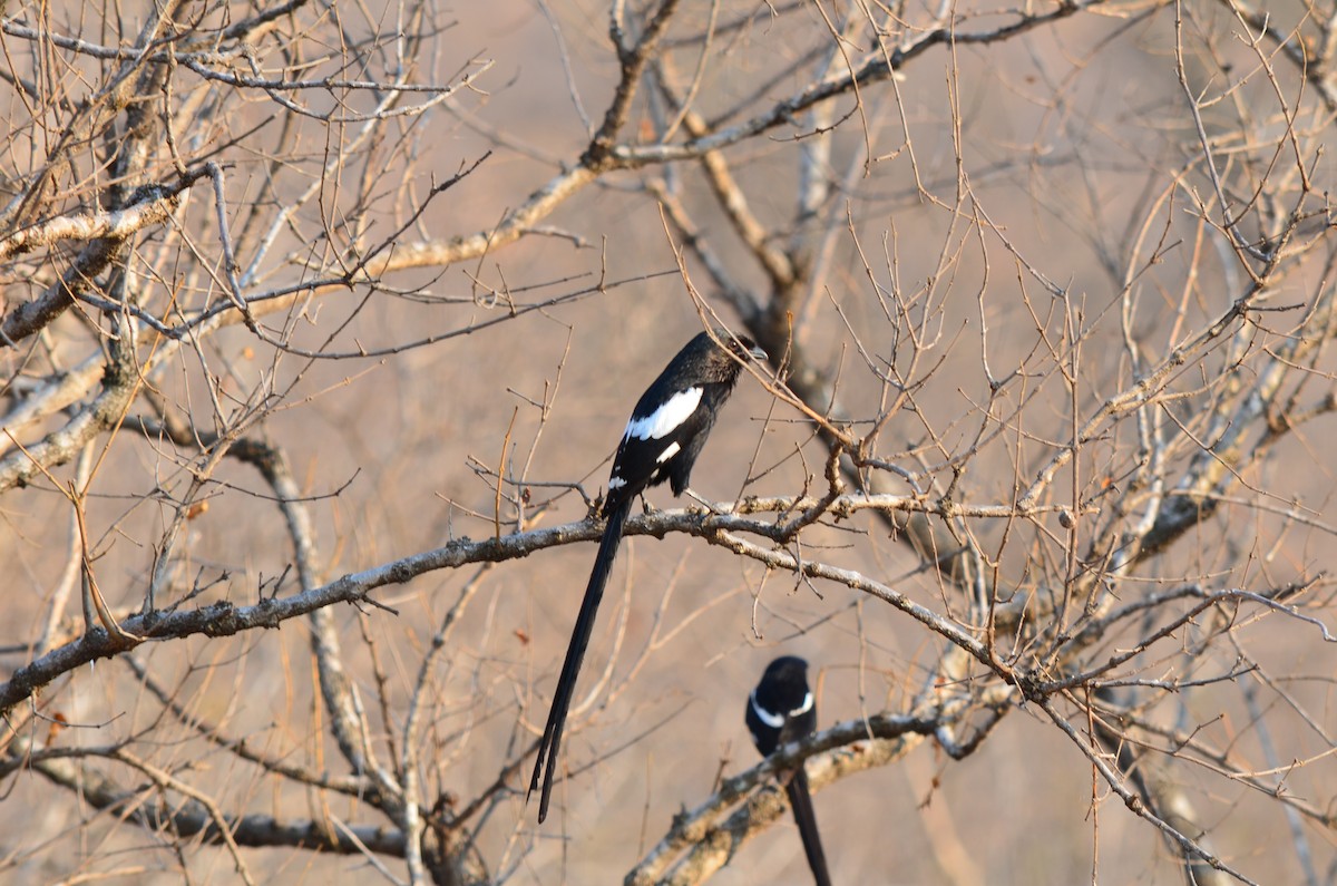 Magpie Shrike - ML643776581