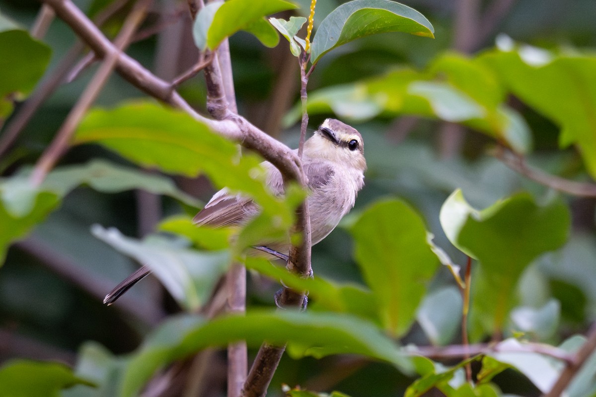 Mosquerito Guardarríos - ML643776587
