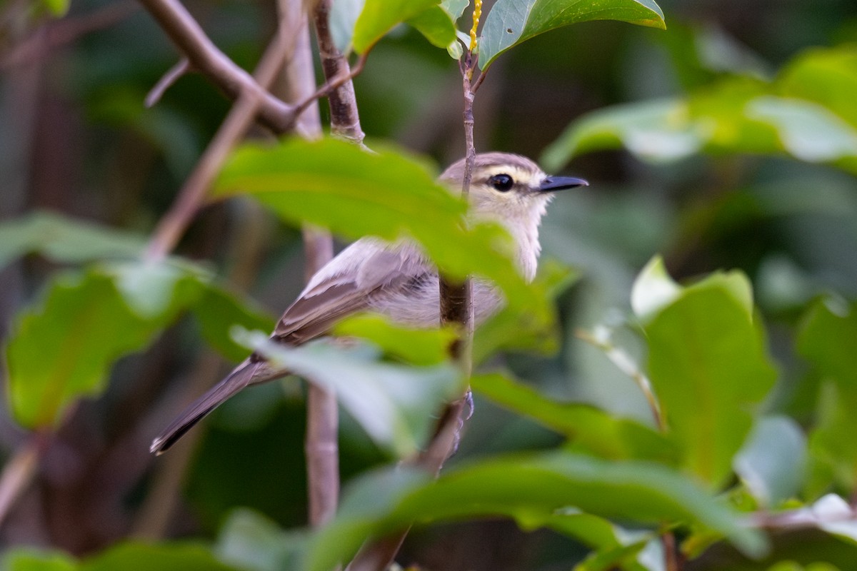 Mosquerito Guardarríos - ML643776588