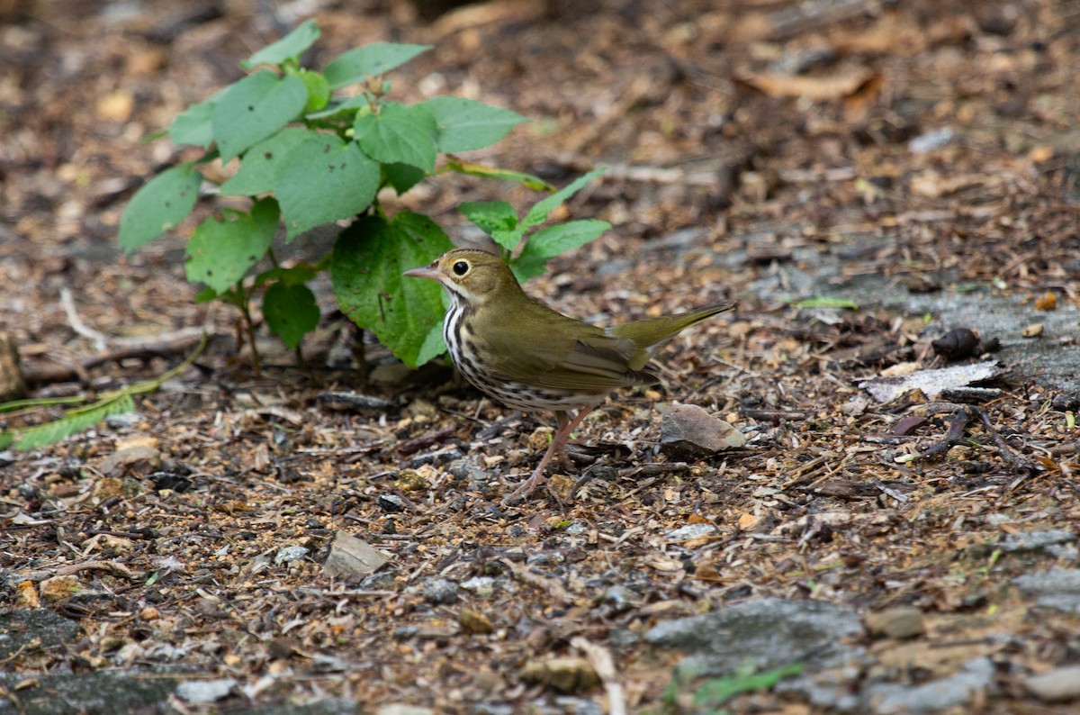 Ovenbird - ML643776590