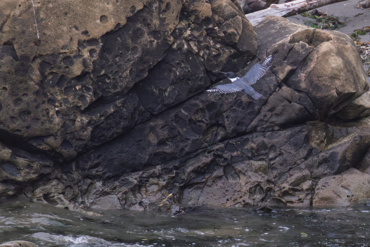 Belted Kingfisher - ML643776591