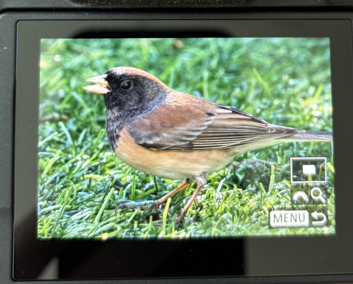 Winterammer [oreganus-Gruppe] - ML643776592