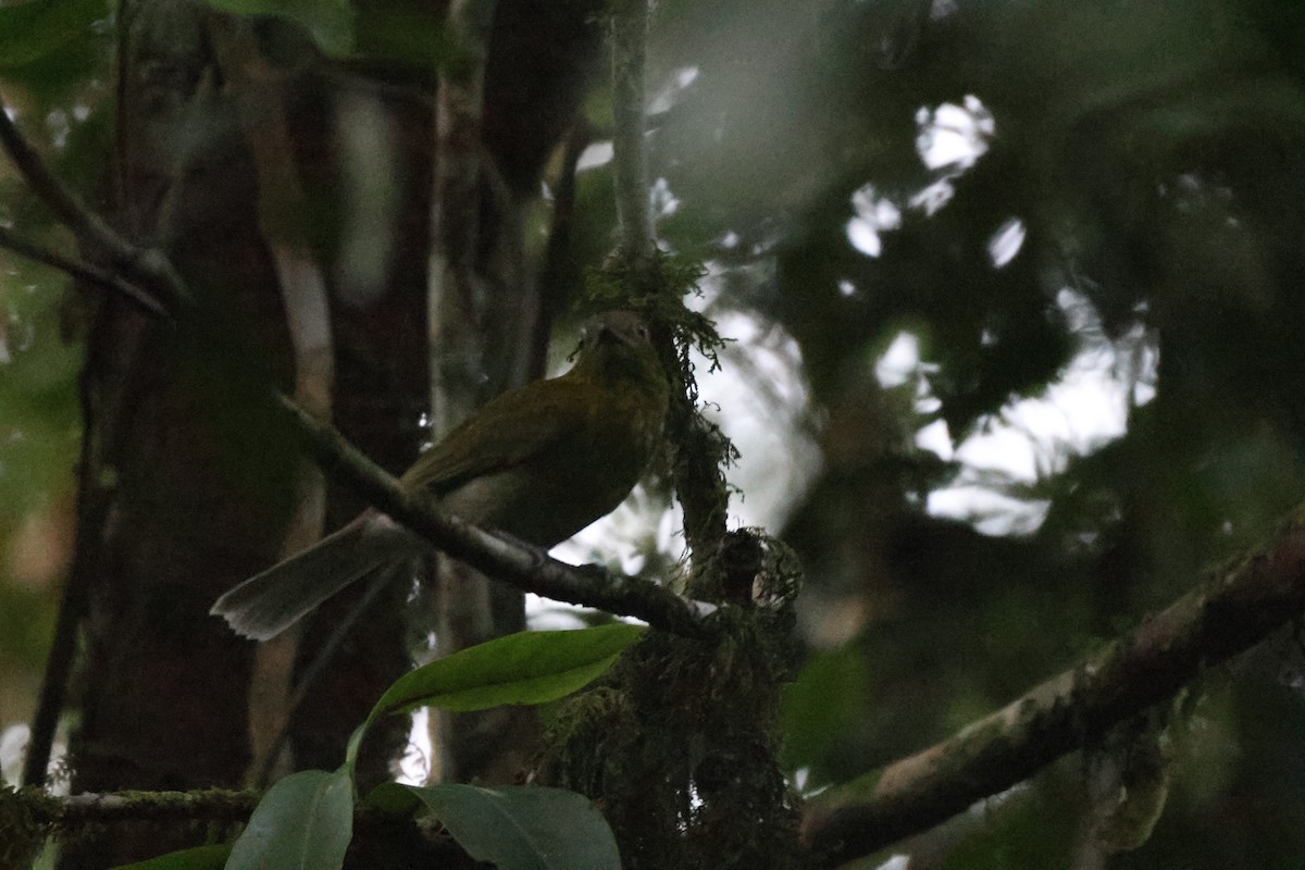 ハイオムジカザリドリ - ML643776595