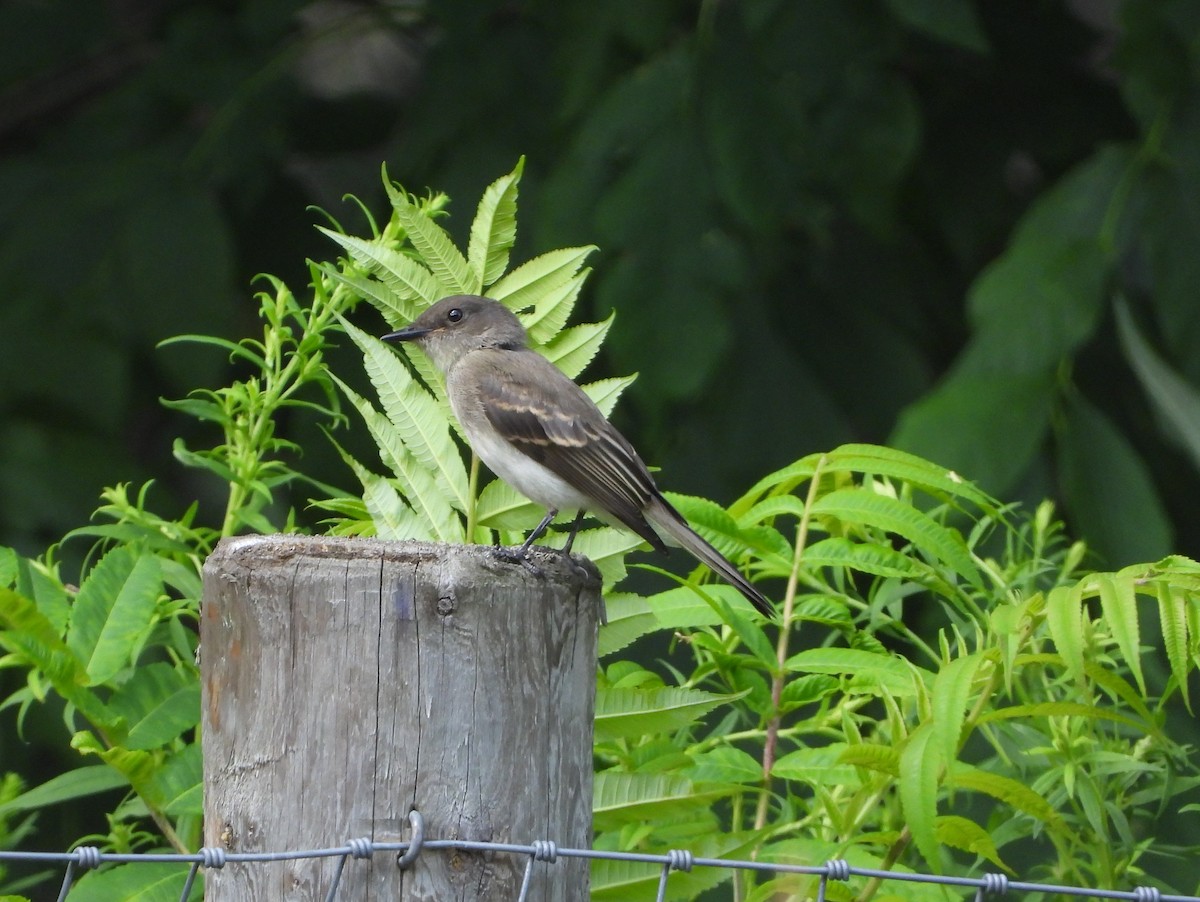 Eastern Phoebe - ML643776600