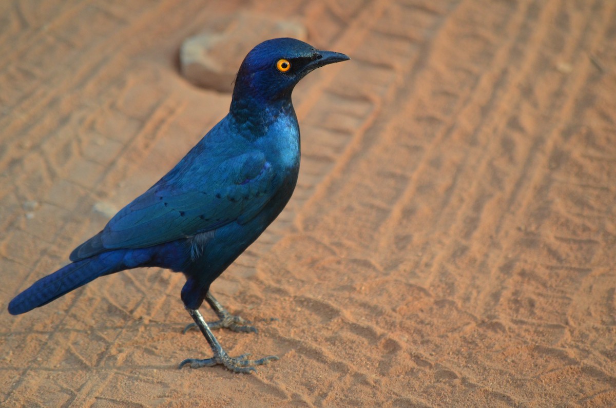 Cape Starling - ML643776602