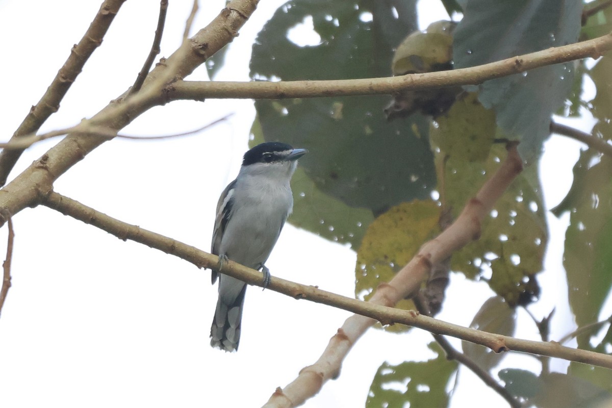 Black-and-white Becard - ML643776625