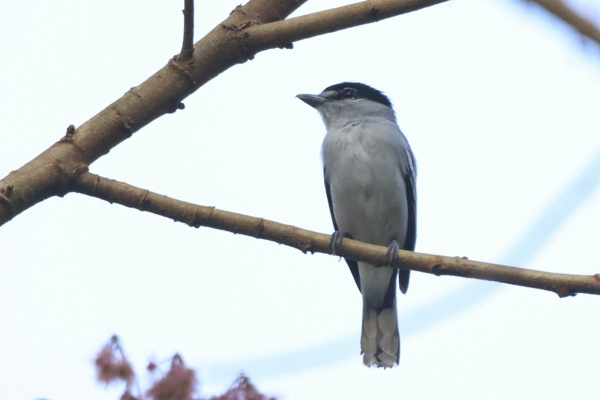 Black-and-white Becard - ML643776626