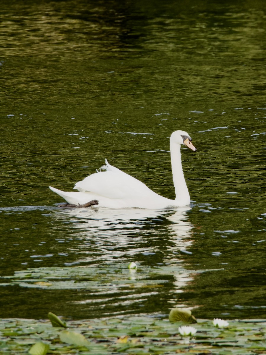 Mute Swan - ML643776632