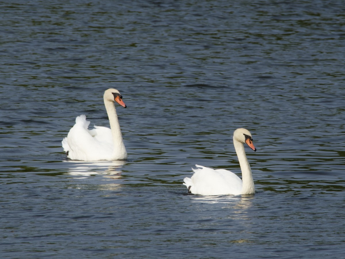 Mute Swan - ML643776633
