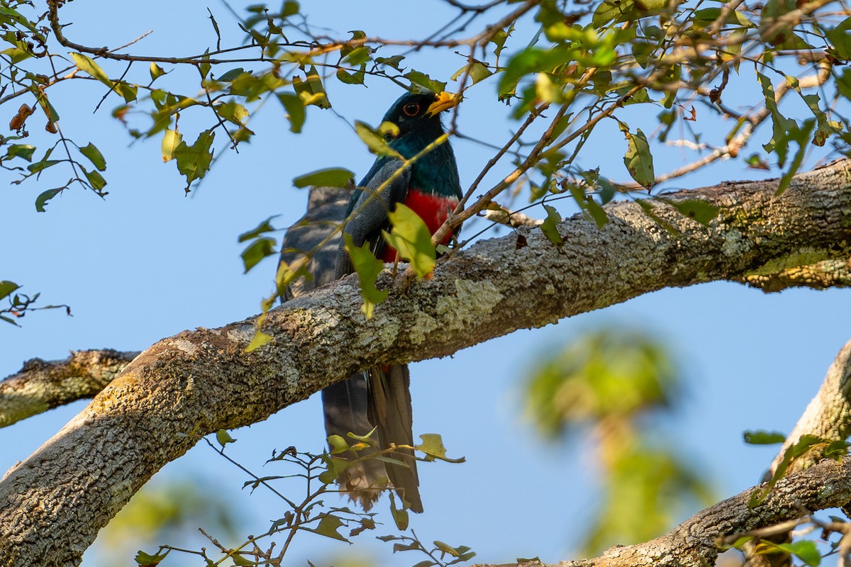 Black-tailed Trogon - ML643776645