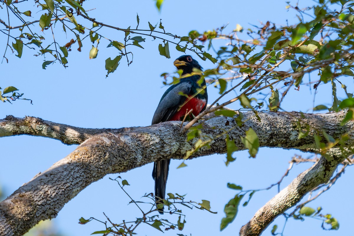 Black-tailed Trogon - ML643776646
