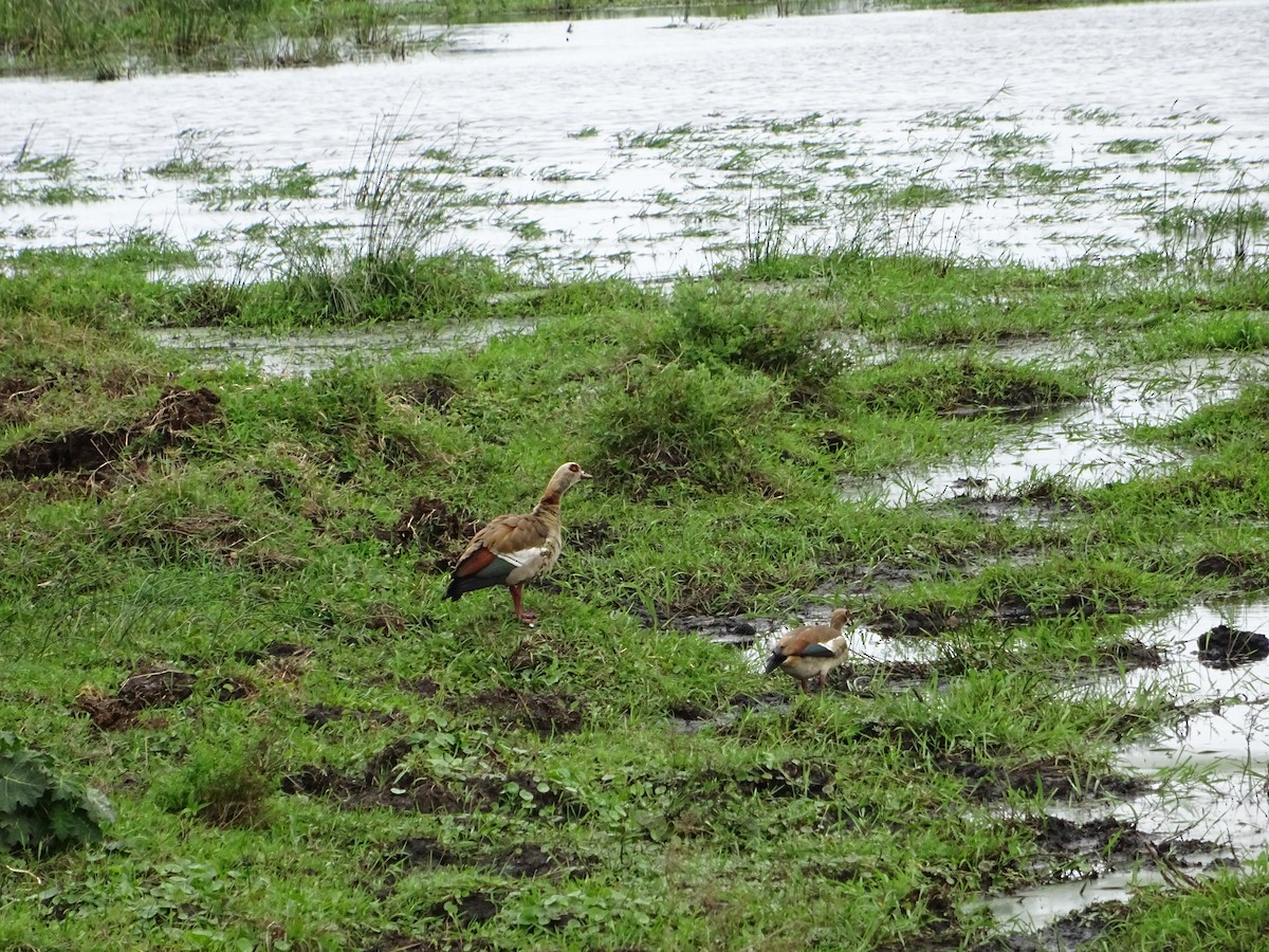 Egyptian Goose - ML643776647