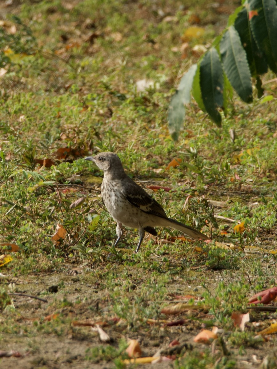 Northern Mockingbird - ML643776650