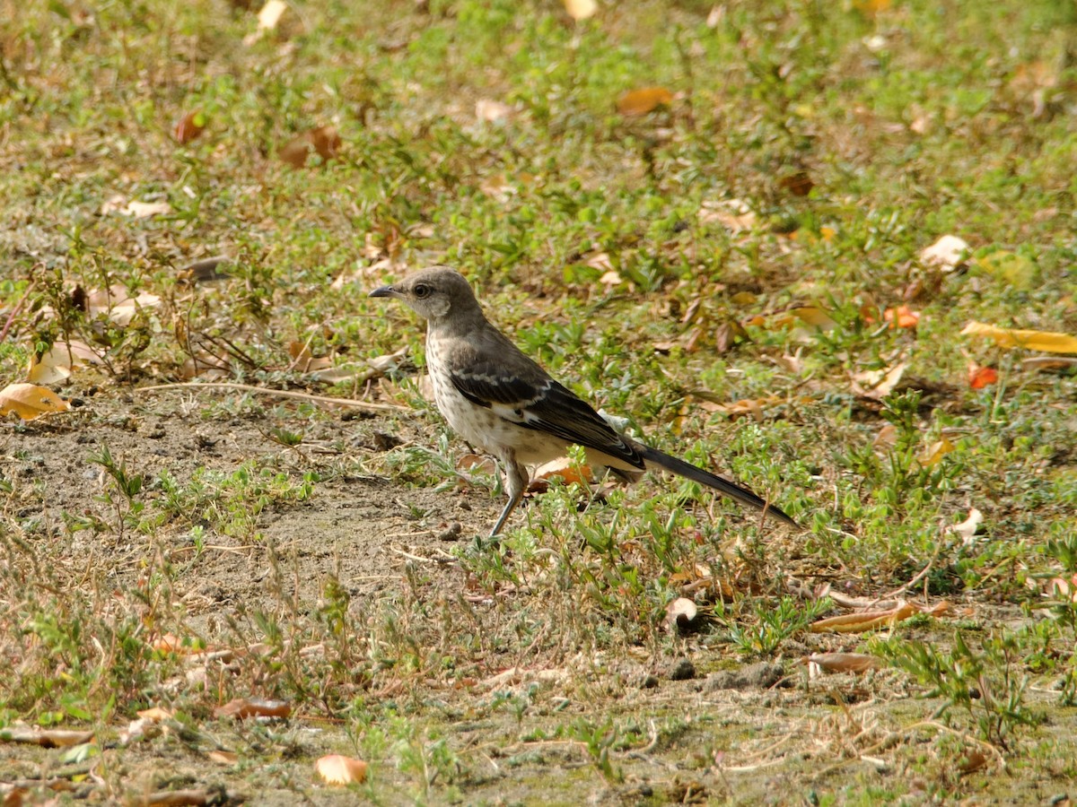 Northern Mockingbird - ML643776651
