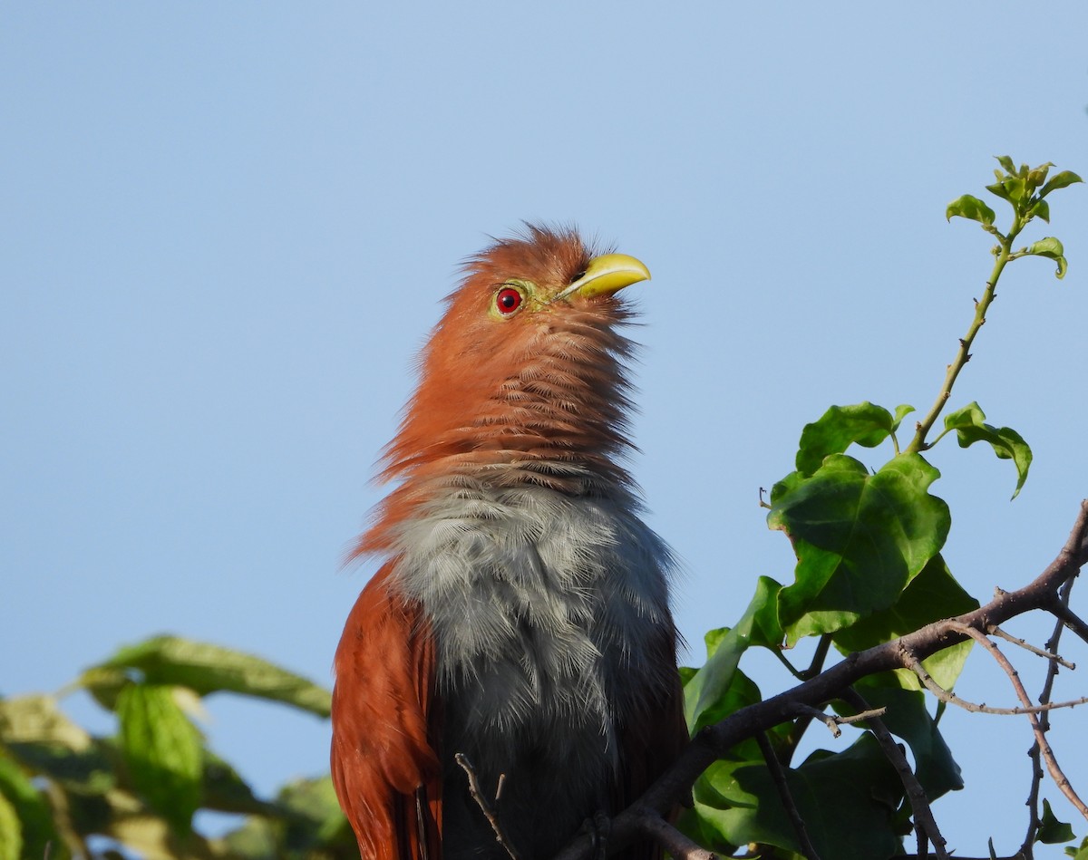 Common Squirrel-Cuckoo - ML643776653