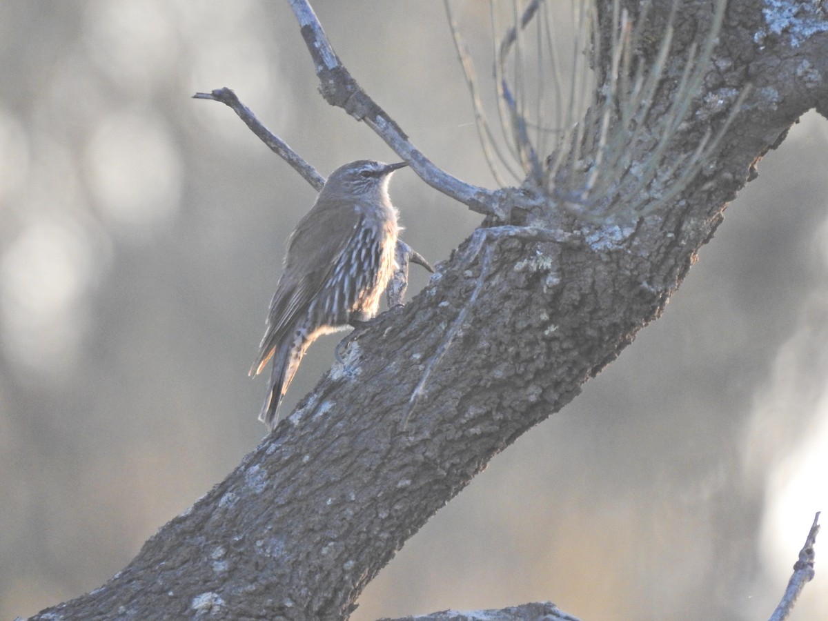 White-browed Treecreeper - ML643776656
