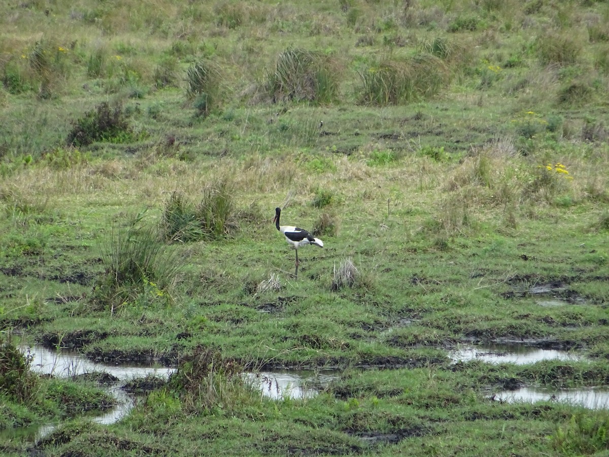 Saddle-billed Stork - ML643776667