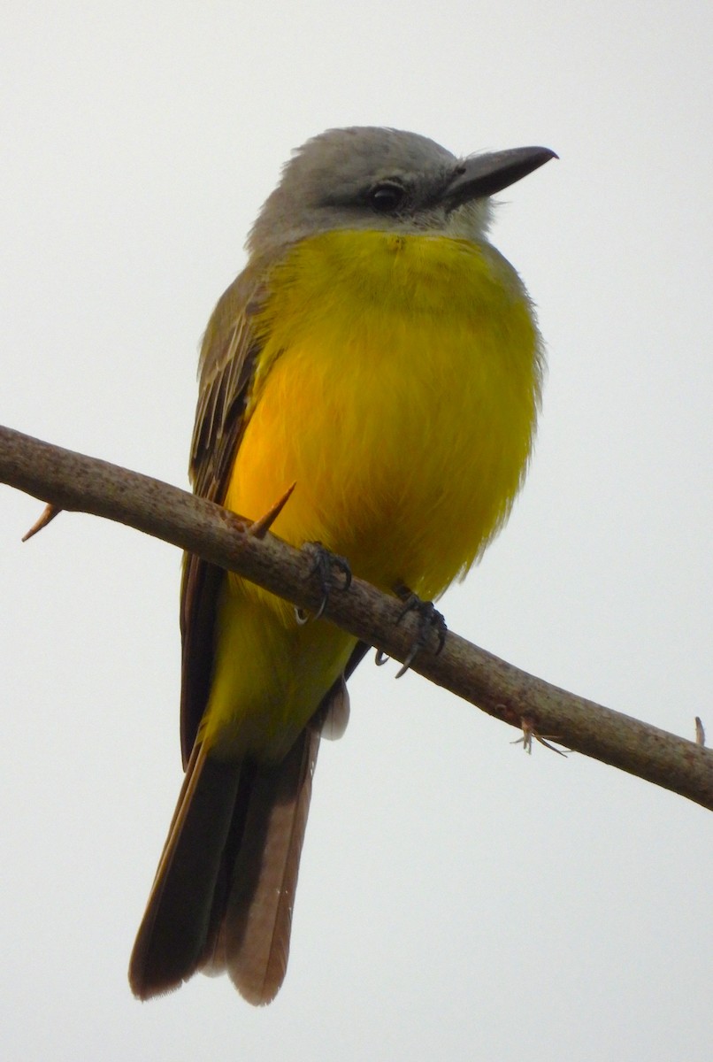 Tropical Kingbird - ML643776671