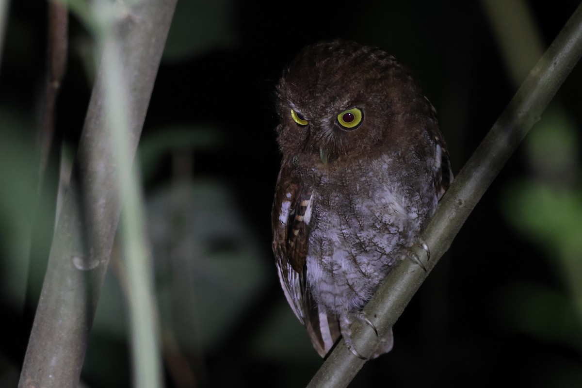 Foothill Screech-Owl - ML643776673