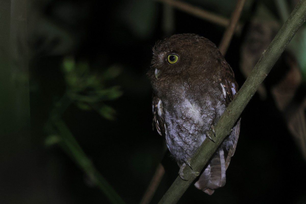 Foothill Screech-Owl - ML643776674