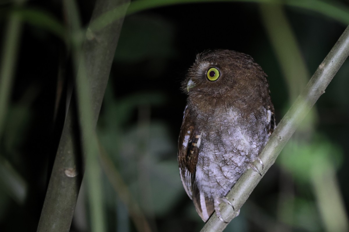 Foothill Screech-Owl - ML643776676