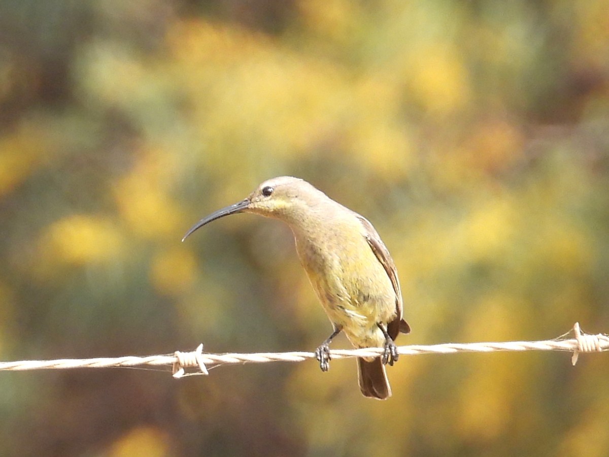 Malachite Sunbird - ML643776677