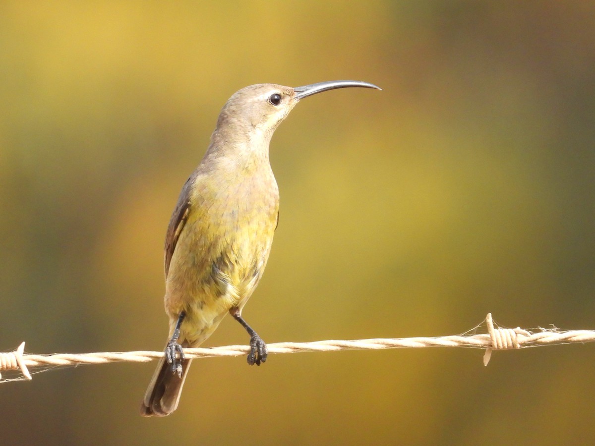 Malachite Sunbird - ML643776678