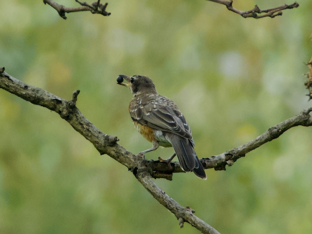 American Robin - ML643776681