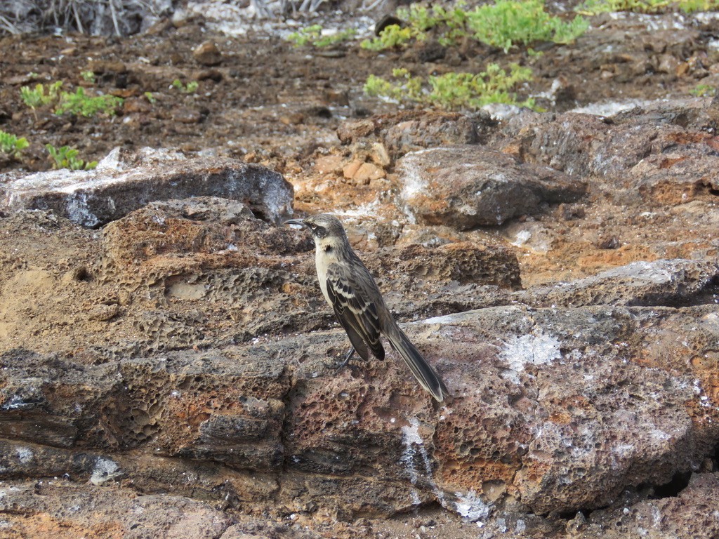 Galapagos Mockingbird - ML643776682