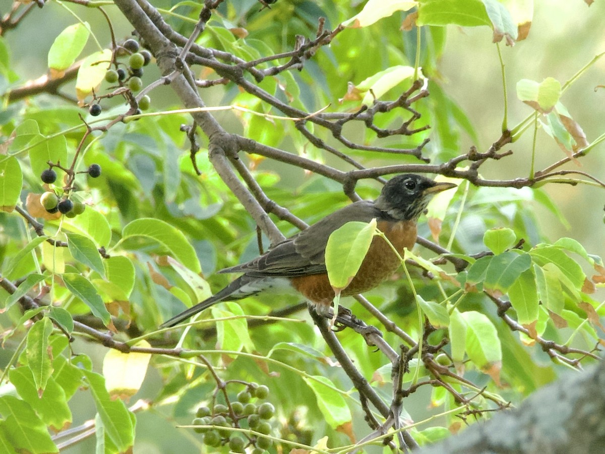 American Robin - ML643776683