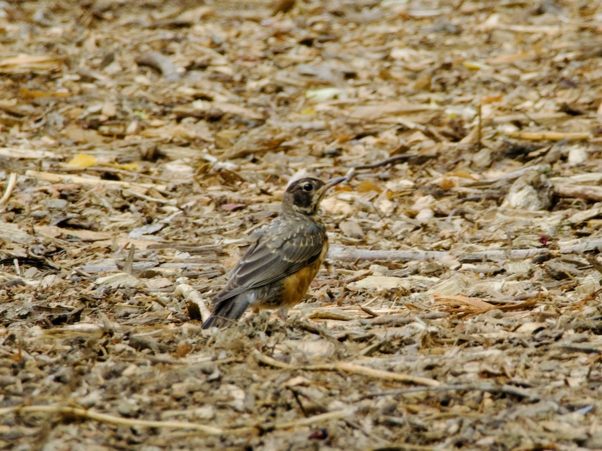 American Robin - ML643776684