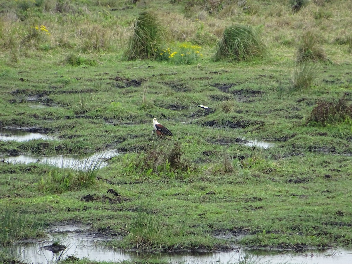 African Fish-Eagle - ML643776685